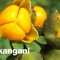 Spoznaj Mal-kangani (Celastrus Paniculatus)  a jeho výnimočne pozitívne účinky