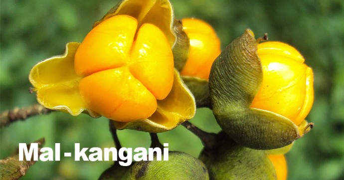 Spoznaj Mal-kangani (Celastrus Paniculatus)  a jeho výnimočne pozitívne účinky