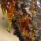 Copaifera officinalis oleoresin | Copaiba oil